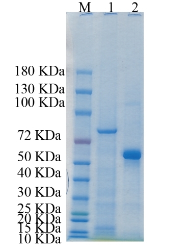 Reducing 4%-20% SDS-PAGE (CBB stained) analysis profile of purified Itih2.
1. Itih2: 1 μg
2. BSA: 1 μg